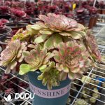 Aeonium Fendai variegated Clustering - Image 2