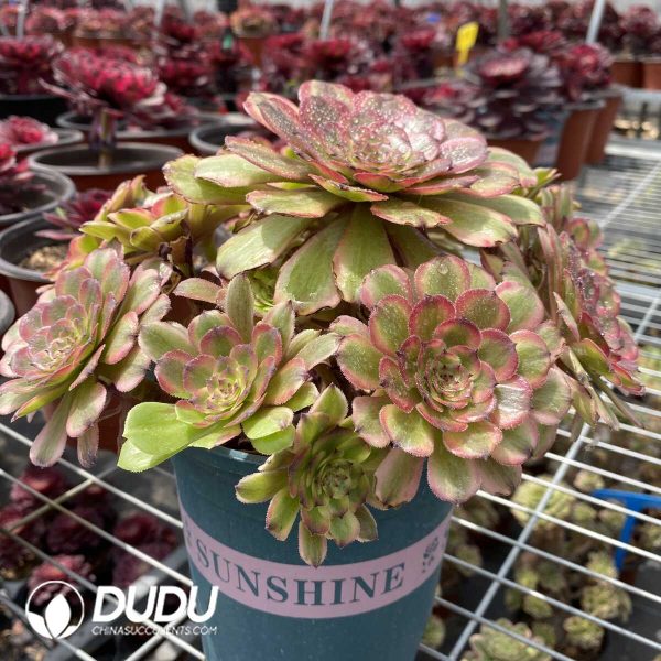 Aeonium Fendai variegated Clustering - Image 2