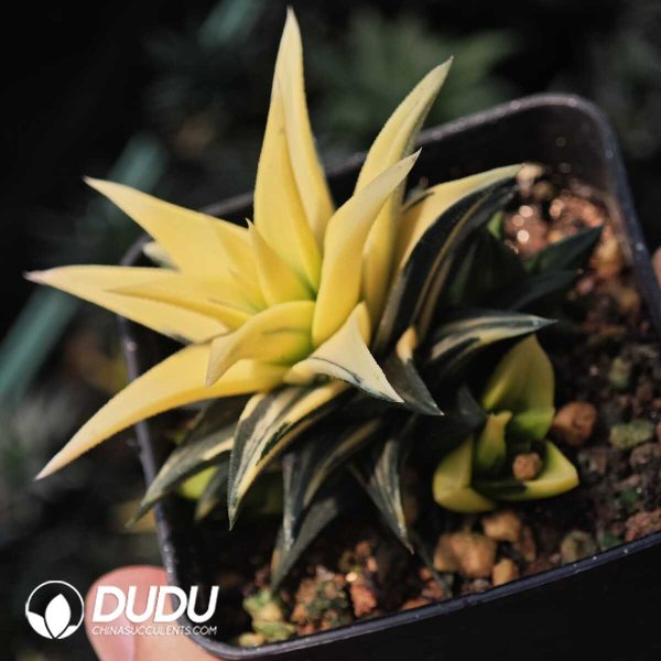 Haworthia Ivory Palace - Image 1
