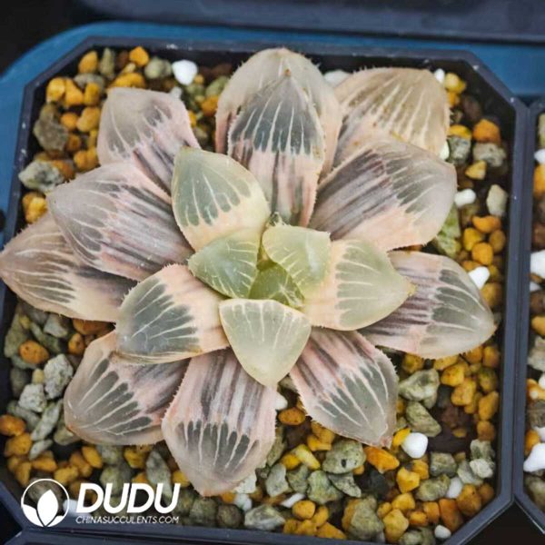 Haworthia Nuoyu Nuo variegated - Image 1