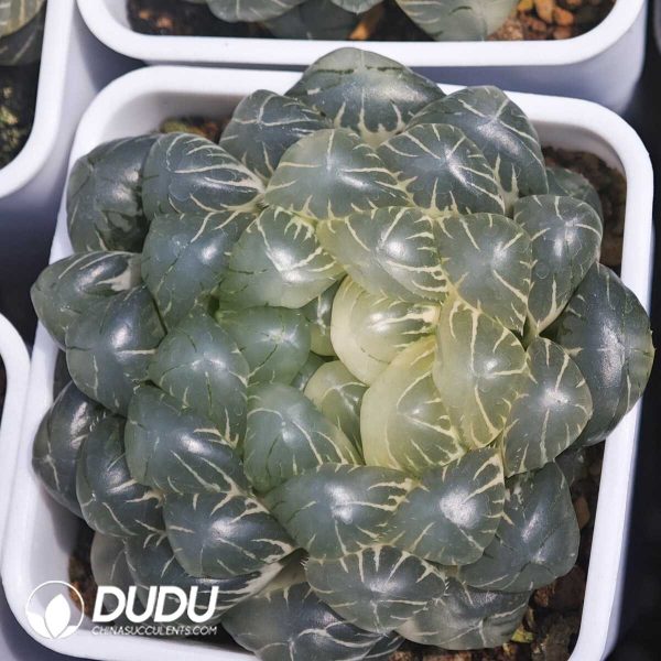 Seed-grown Haworthia Obtusa f. variegata OM - Image 1