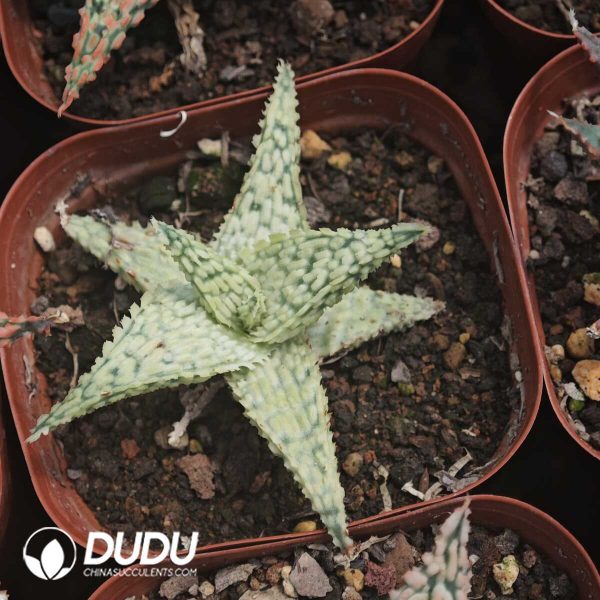 1756129470-1749630545-e201.jpg Seed-grown Horticultural Aloe - Image 1