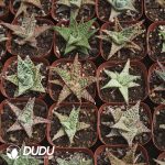 Seed-grown Horticultural Aloe - Image 2