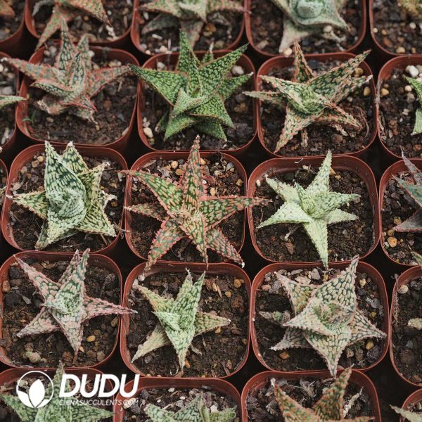 1756129472-1749630548-e202.jpg Seed-grown Horticultural Aloe - Image 2