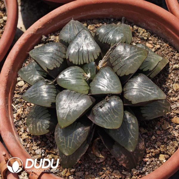 Haworthia springbokvlakensis - Image 1