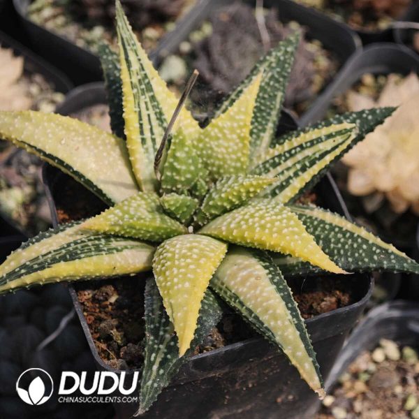 Haworthia hard leaf hybrid variegated - Image 1