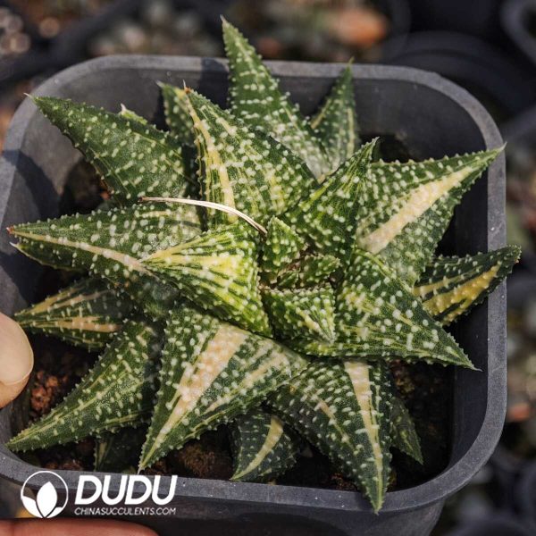 Haworthia hard leaf hybrid variegated - Image 2