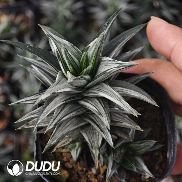 Haworthia tortuosa f Alba variegated - Image 1