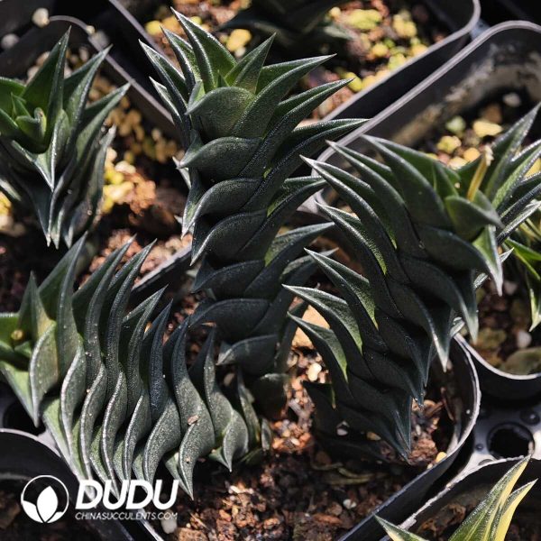 Haworthiopsisviscosa (L.) Gildenh. & Klopper Single - Image 1