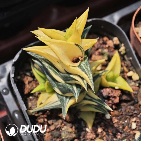 Haworthiopsisviscosa (L.) Gildenh. & Klopper variegated - Image 1