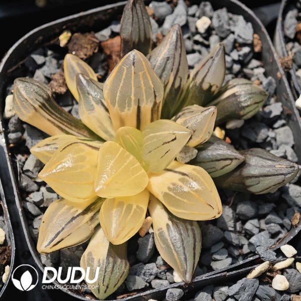 1756129484-1749630571-e201.jpg Haworthia magnifica v.atrofusca variegated - Image 1