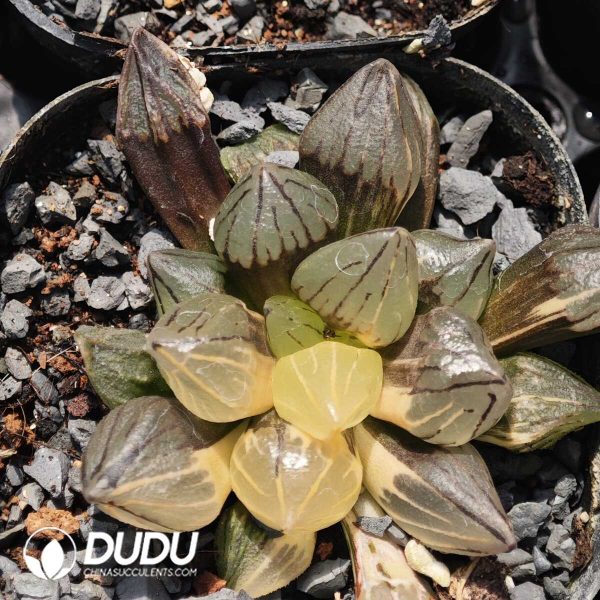 1756129485-1749630573-e202.jpg Haworthia magnifica v.atrofusca variegated - Image 2