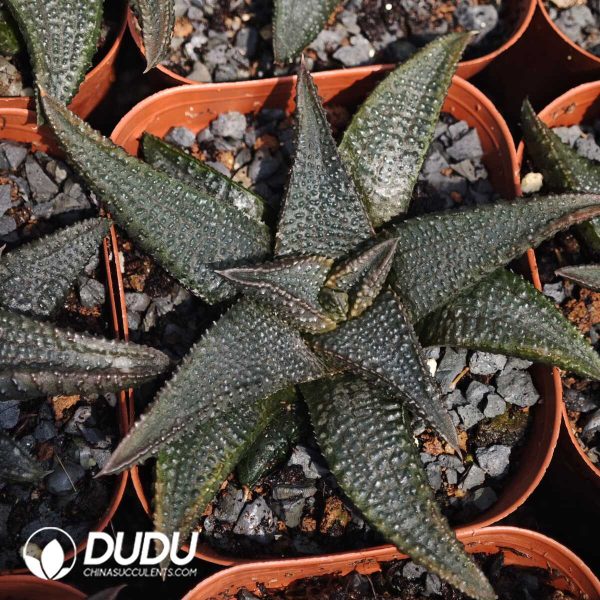 Haworthiopsiskoelmaniorum (Oberm. & D.S.Hardy) Boatwr. & J.C.Manning - Image 1