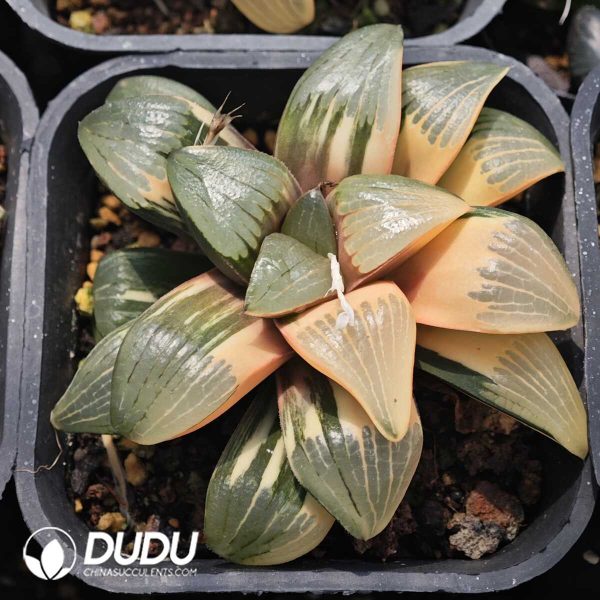 Haworthia springbokvlakensis Variegated - Image 1