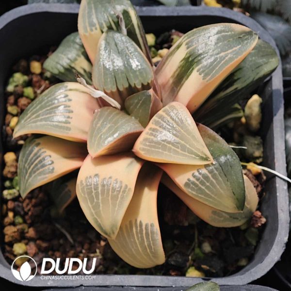 Haworthia springbokvlakensis Variegated - Image 2