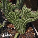 Haworthia Tianlong Cristata - Image 2