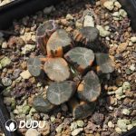 Haworthia Daming Lake Maughani Variegated