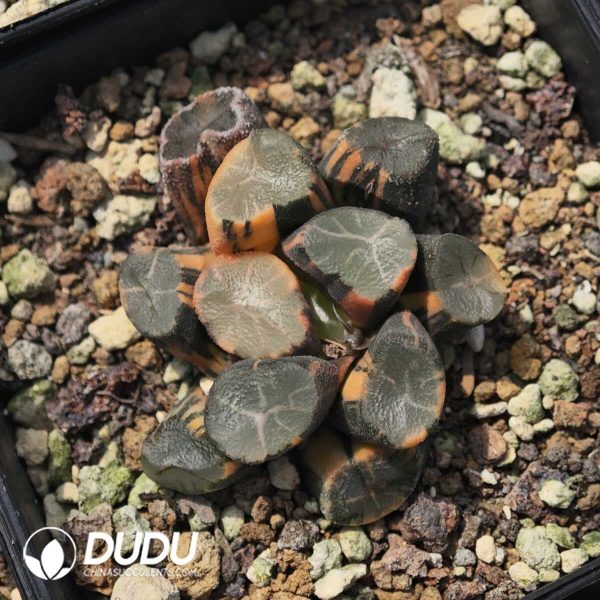 Haworthia Daming Lake Maughani Variegated - Image 1
