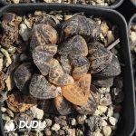 Haworthia Mordo Variegated - Image 2