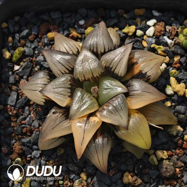 Haworthia Magnifica Variegated - Image 1