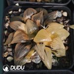 Haworthia Magnifica Variegated - Image 2