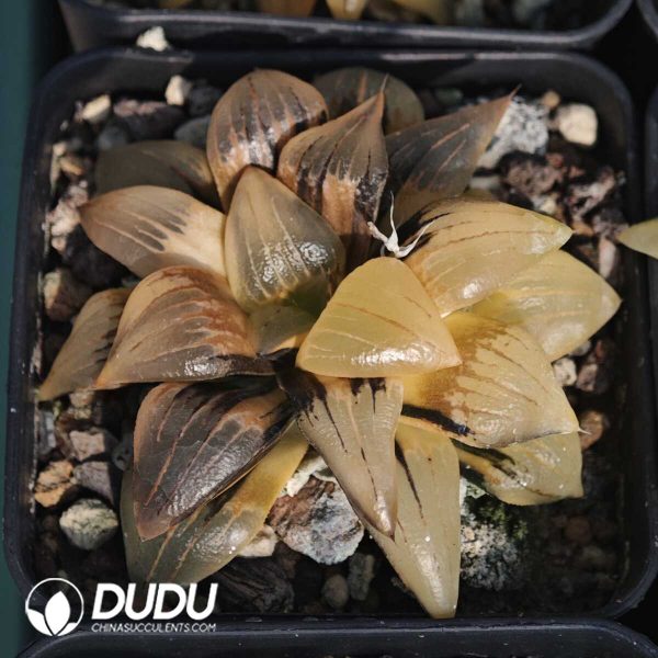 Haworthia Magnifica Variegated - Image 2