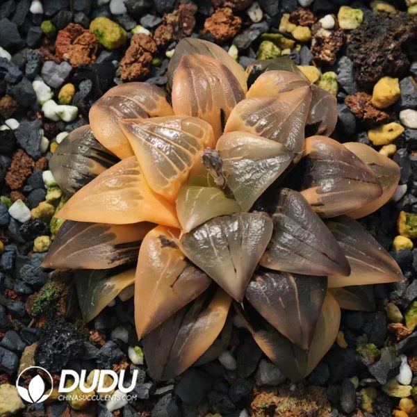 Haworthia Magnifica Variegated - Image 1