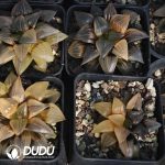 Haworthia Magnifica Variegated - Image 2