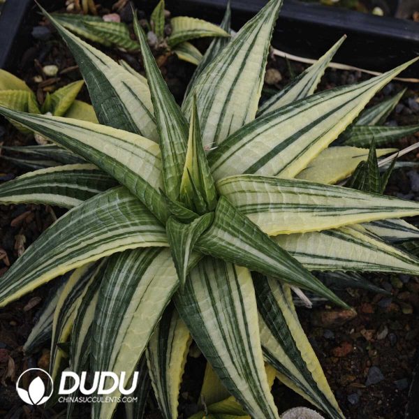 1756129507-1749630613-e201.jpg Haworthia Haworthiopsis - Image 1