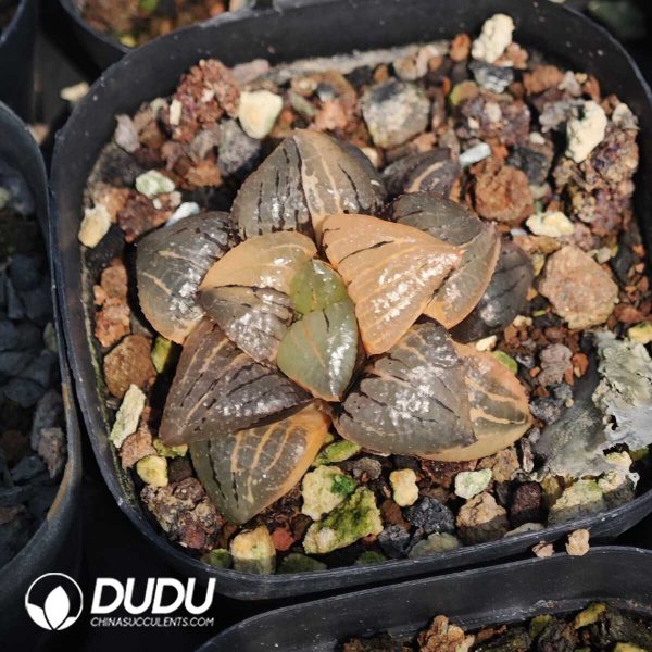 1756129510-1749630618-e201.jpg Haworthia Melon Island - Image 1