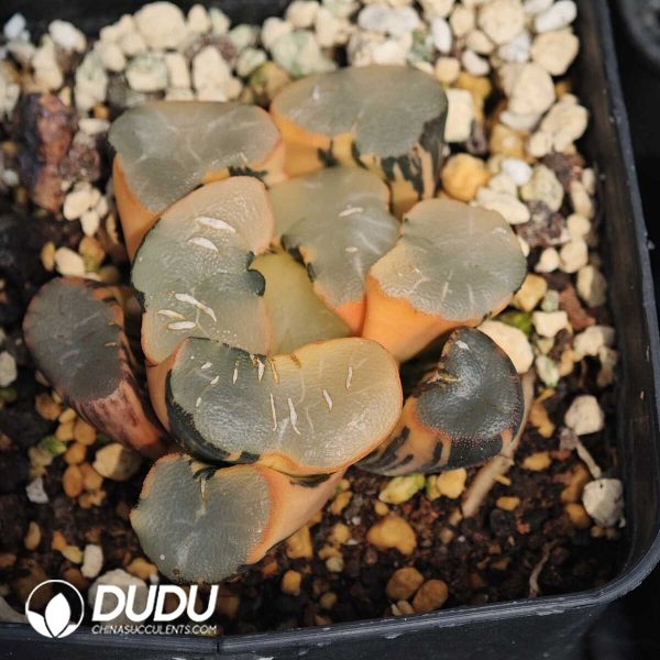 1756129515-1749630628-e202.jpg Haworthia Toujing Variegated - Image 2