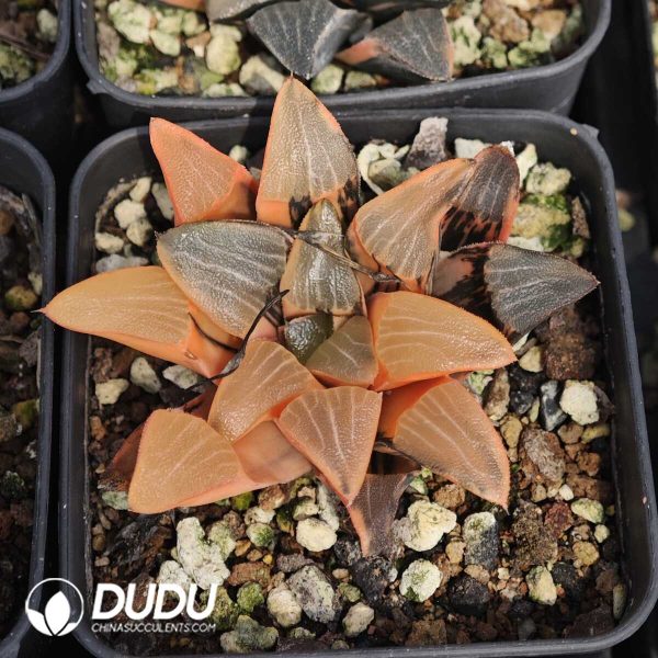 Haworthia Nishi Correcta Variegated - Image 1