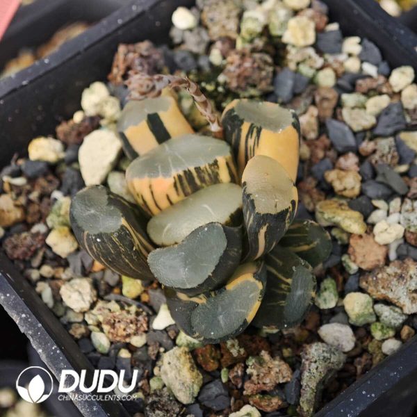 1756129518-1749630633-e201.jpg Haworthia Shanzhicui Variegated - Image 1