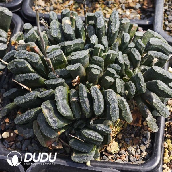 Haworthia Truncata Clustering - Image 1