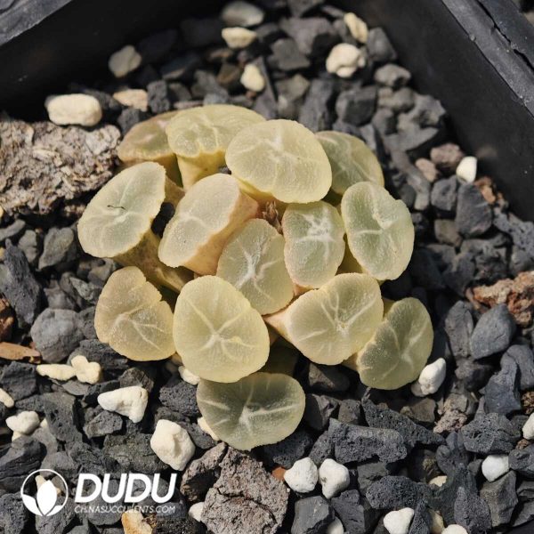 Haworthia Ghost Maughanii Variegated - Image 1