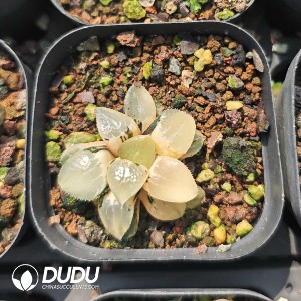 Haworthia Qin Ying Variegated - Image 1