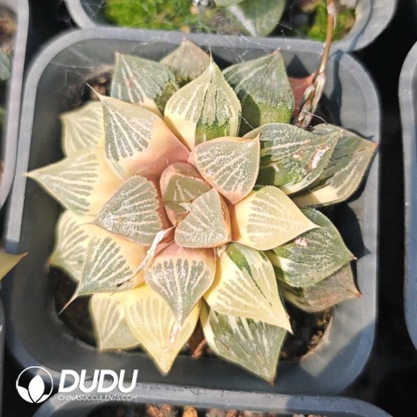 1756129526-1749630652-e201.jpg Haworthia Picta Variegated - Image 1