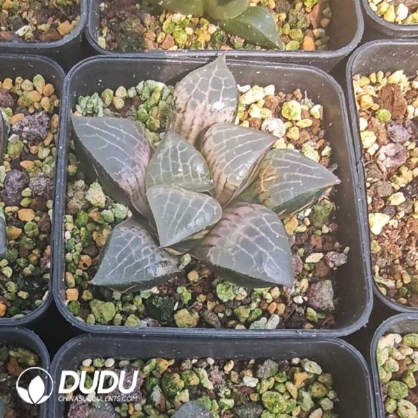 Haworthia Comptoniana Variegated - Image 1