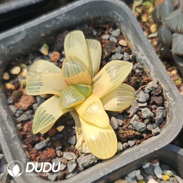 Haworthia Shi Pu Mottled Variegated - Image 1