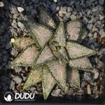 Haworthia Silver with Bridge