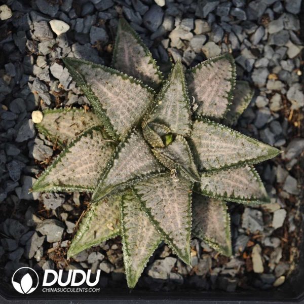 Haworthia Silver with Bridge - Image 1