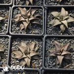 Haworthia Silver with Bridge - Image 2