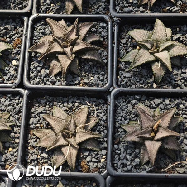 Haworthia Silver with Bridge - Image 2