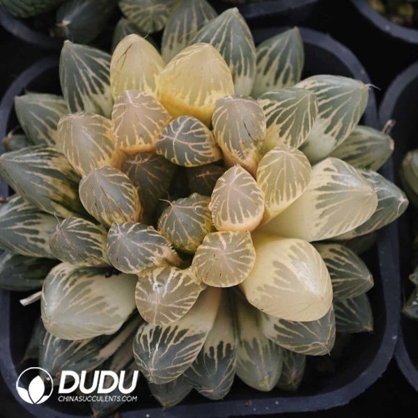 Haworthia Cochineal - Image 1