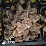 Haworthia Cochineal - Image 2