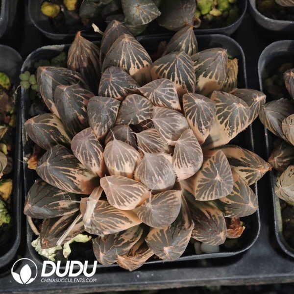 Haworthia Cochineal - Image 2