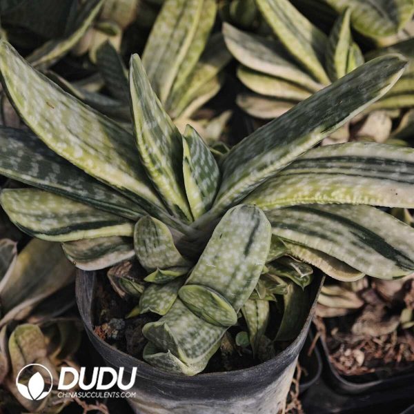 Gasteria Cream Minima - Image 1