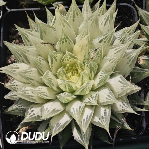 Haworthia bolusii Bak - Image 1