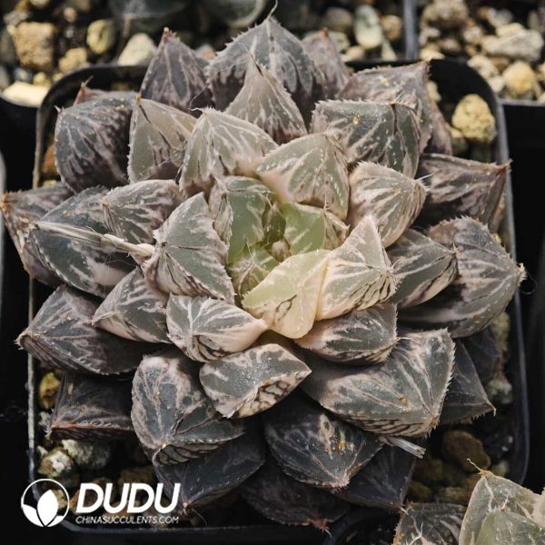 Haworthia hybrid Mirrorbal - Image 1