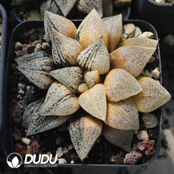 1756129547-1749630690-e201.jpg Haworthia Picta Variegated - Image 1